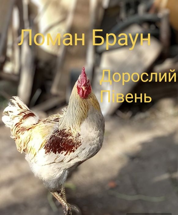 Когутики Півники Півні Півень Курчата Циплята Цыплята Несушка ДОБОВІ