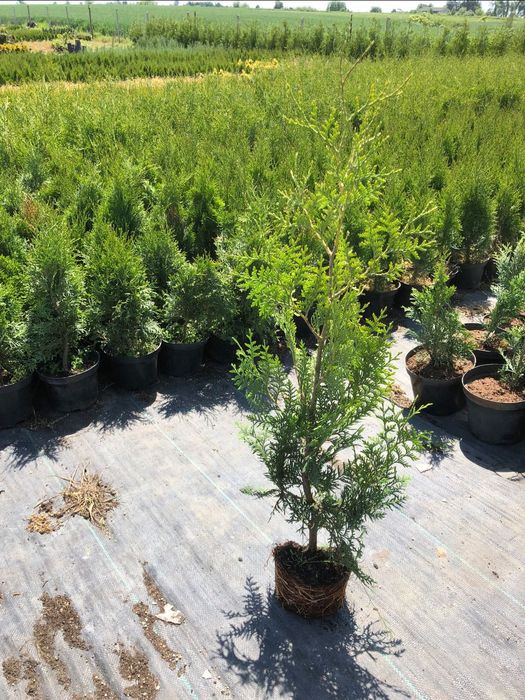 Tuja Szmaragd  Brabant 50-80cm