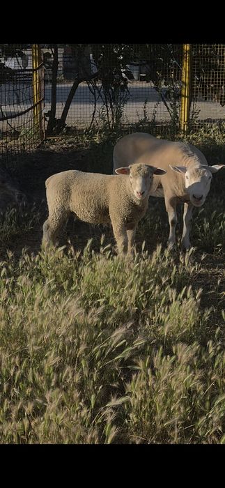 Borrego Ile-De-France