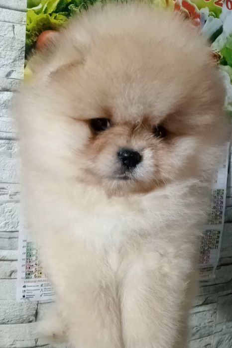 Хлопчик яскравий оранж