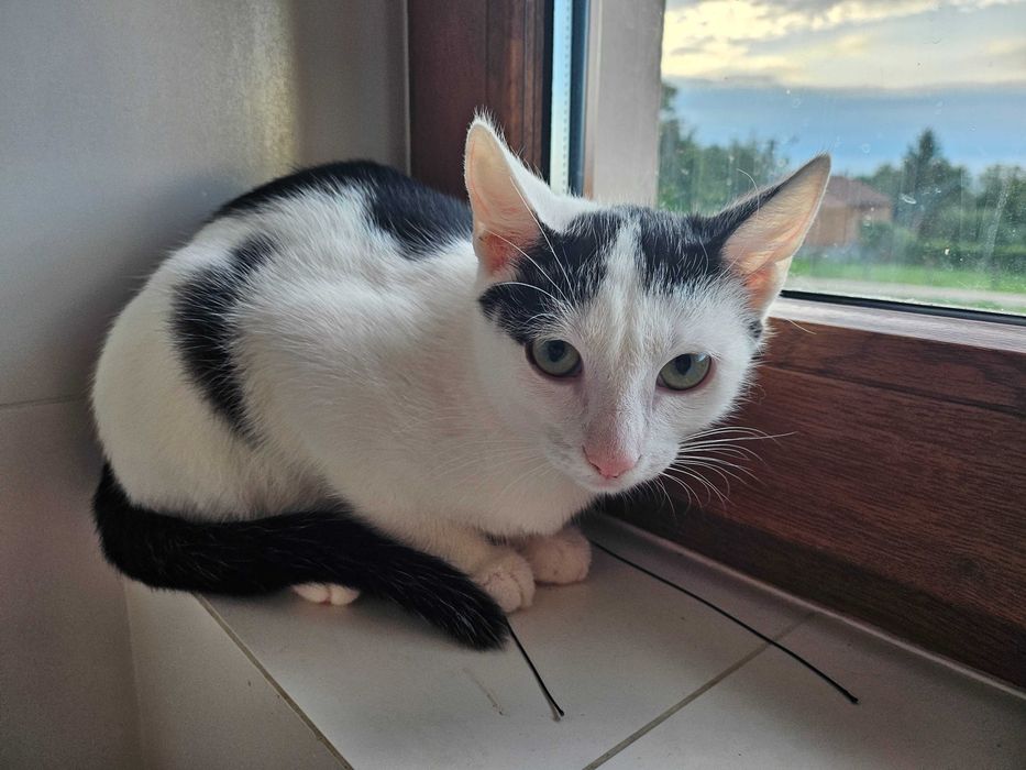 Kotek do adopcji