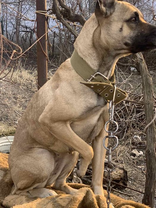 Отдам собаку в хорошие руки