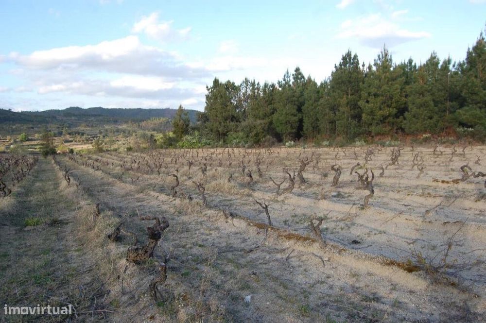 Terreno / Fundão, Três Povos — Três Povos, Castelo Branco