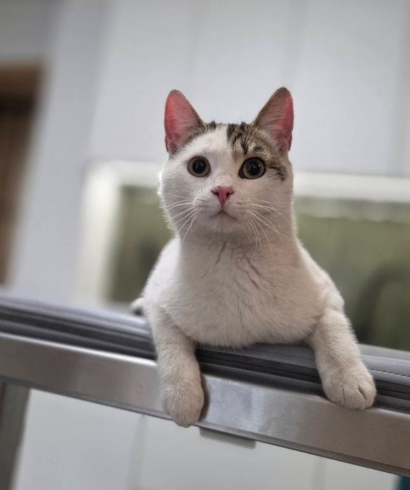 Max i Czaruś dwupak do adopcji
