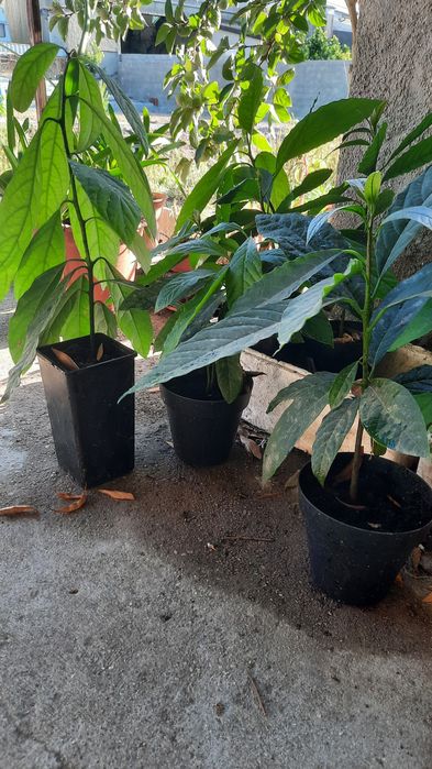 ABACATATEIROS para venda