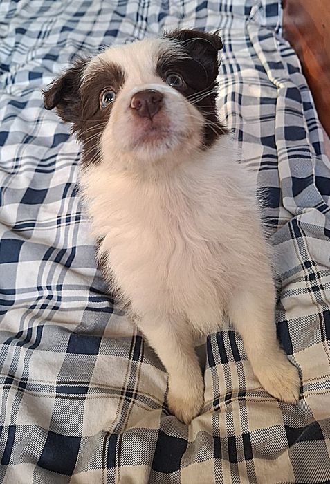 Suczka Border Collie