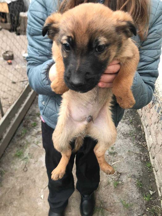 Цуценята в добрі руки