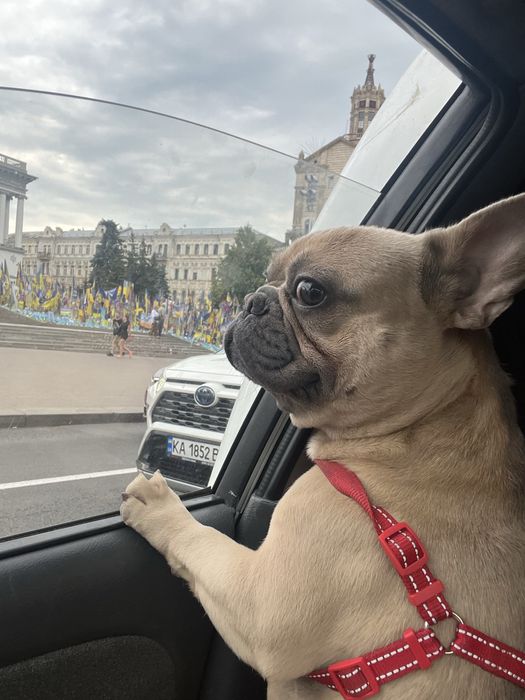 Вязка французкий бульдог