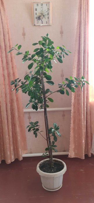 Продам Фікус Мокламе