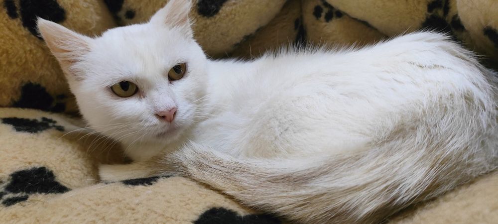 Пристраиваем в добрые руки.