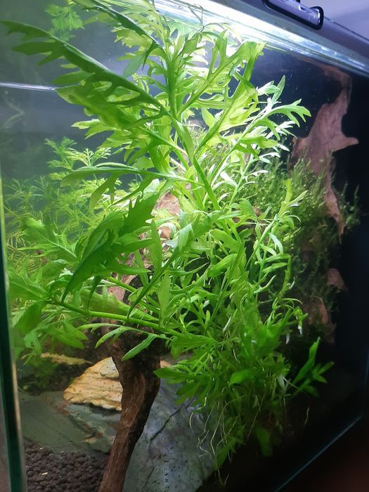 Hygrophila Difformis