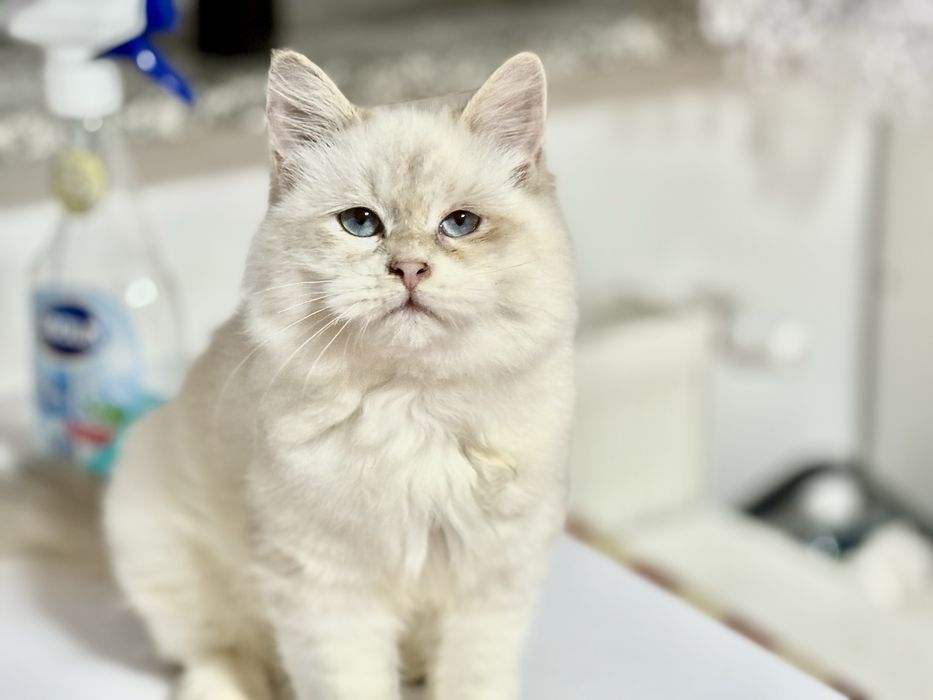 Kot syberyjski neva masquerade