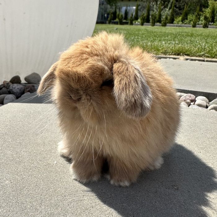 Królik Mini Lop TOP