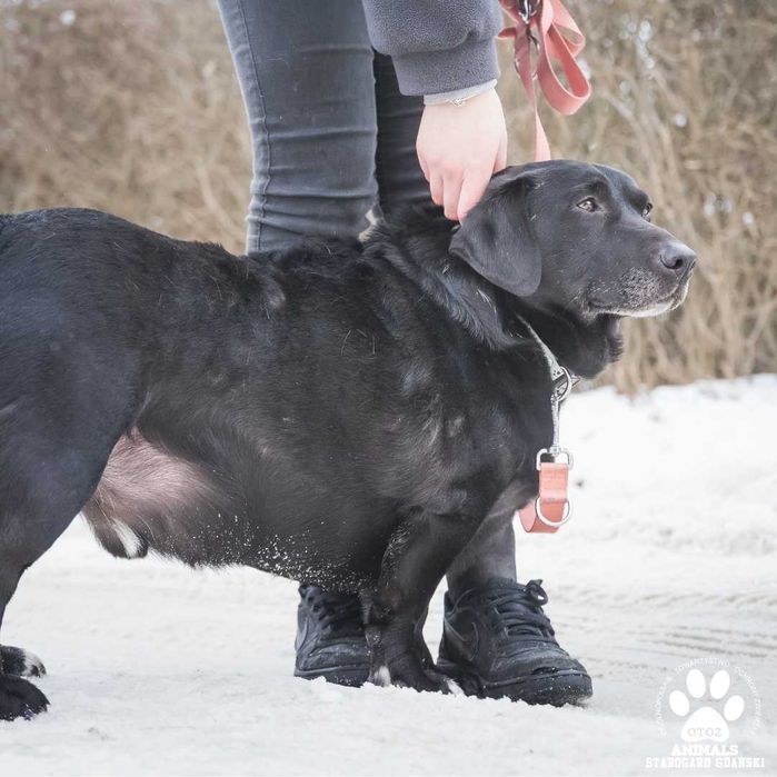 Kochany Berys szuka domu