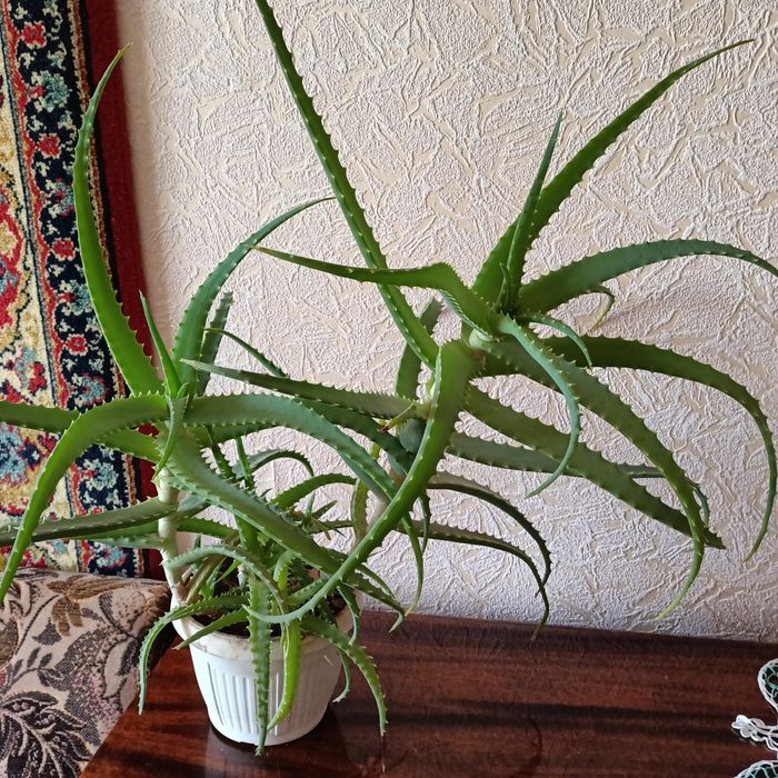 Алое деревовидний