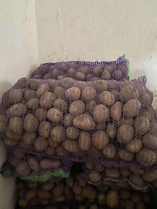 Продам картоплю