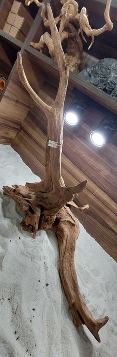 Korzeń Dark Old Wood