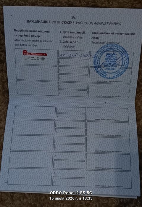 Продам недорого маленькіх Мейкунчиков  у Мами есть все привівки також загранпаспорт