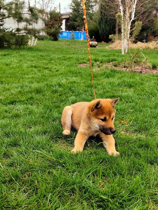 Дівчинка Шиба/ Сіба Іну