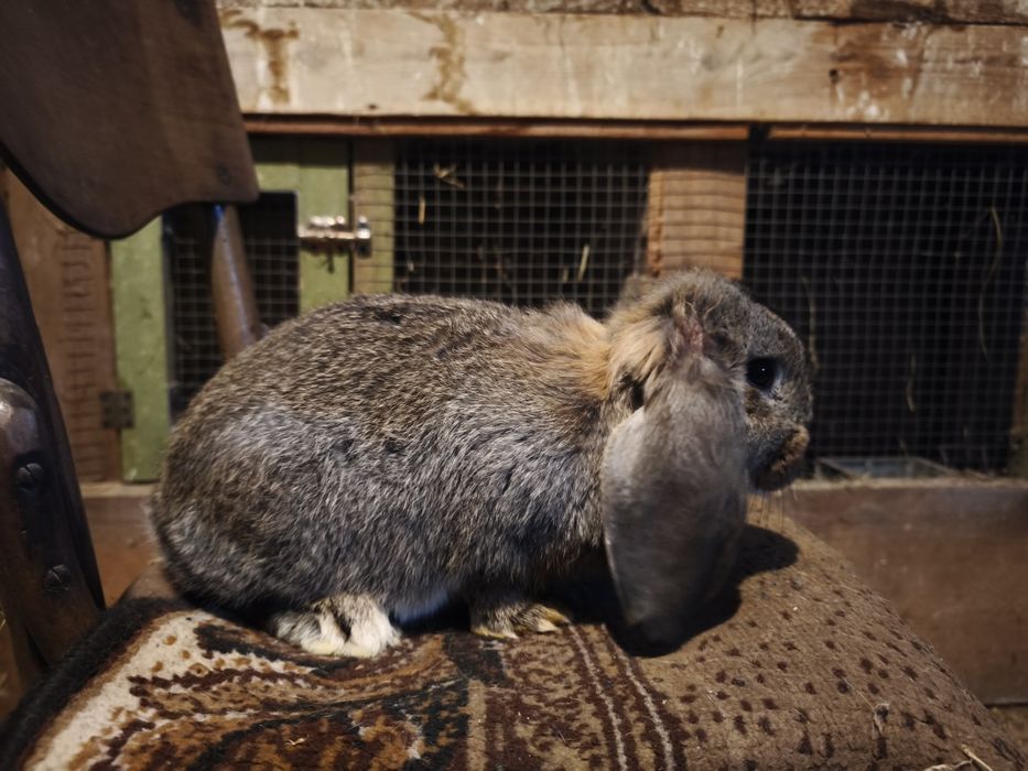 Króliki baran francuski