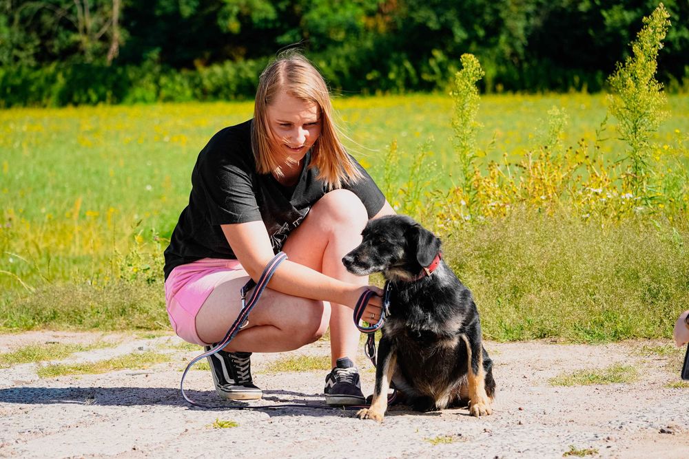 Poke - niewielki piesek