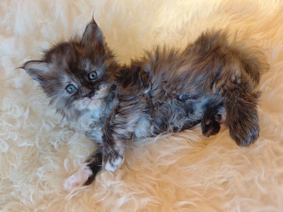 Cudowna kotka Maine Coon