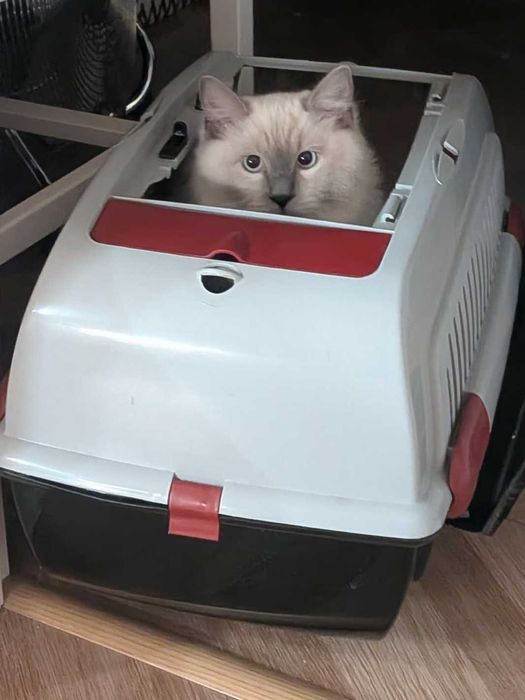 Rasowy kocur Ragdoll z rodowodem FPL / Rodzina z dziećmi i psem