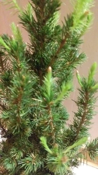 Ель Коника канадская.