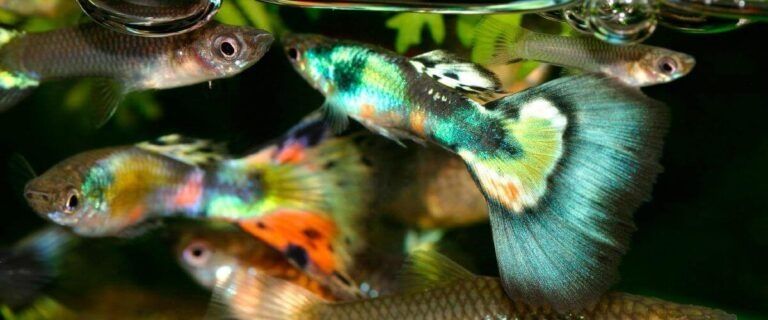 Gupik Tiger King cobra Green multicolor duże sztuki