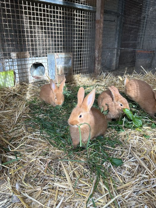 Coelhos Leonardo Borgonha