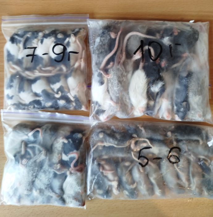 Кормовые мыши. Мыши на корм. Бегунки. Кормовые крысы. Заморозка