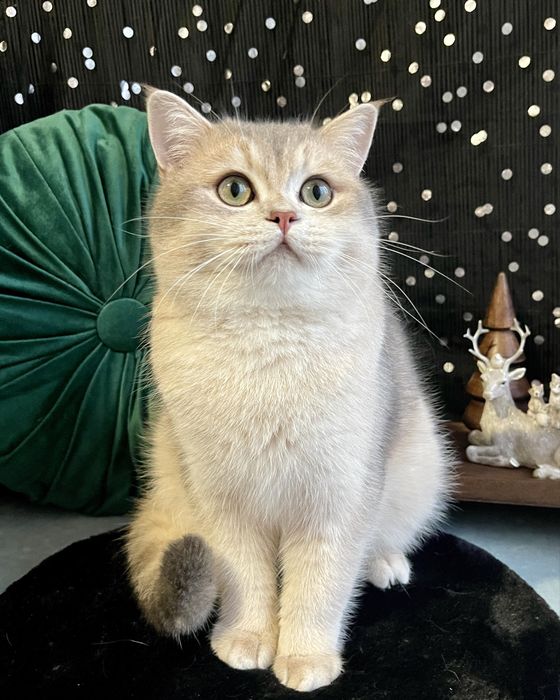 Шотландські котики