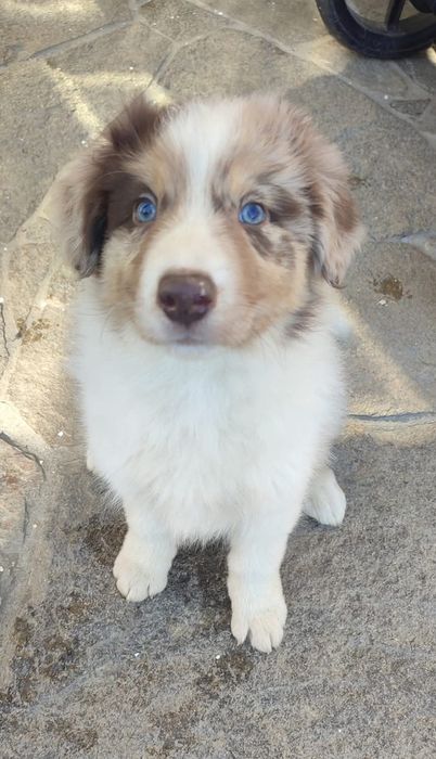 Border Collie piesek Red Merle niebieskooki