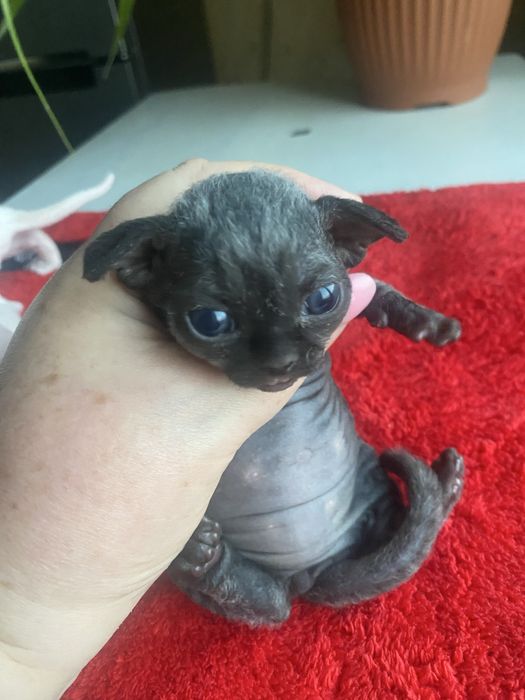 Дівчинка 1 місяць