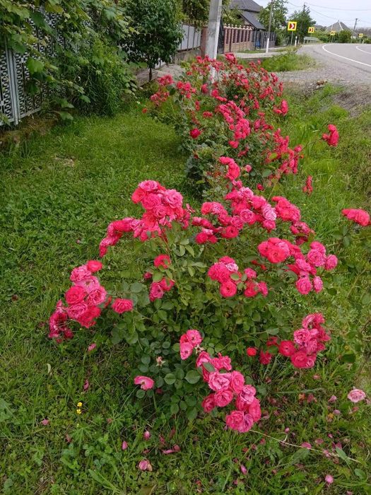 Продам житловий будинок