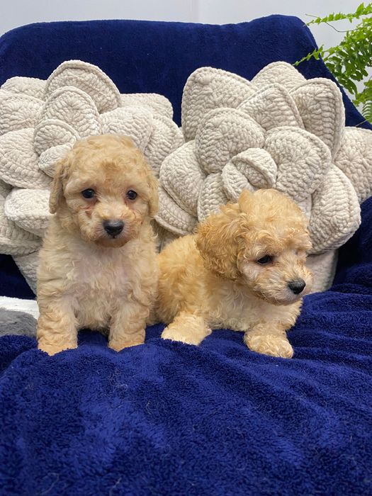 Sprzedam piękne maltipoo