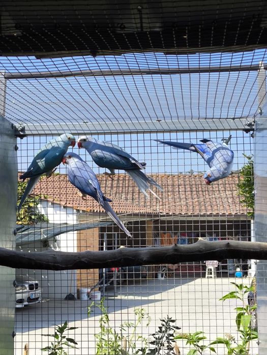 Ring Necks(40 aves de mutação disponíveis)