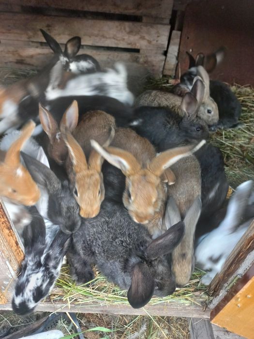 Продам кроликів,і свіжі тушки під замовлення