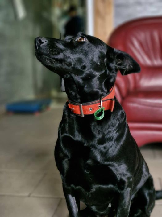 Стерилізована собака в самі добрі руки