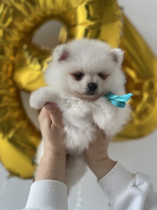 Міні-принци та принцеси Померанські шпіци чекають на свої сімї