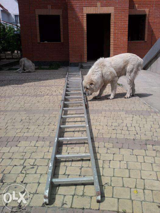 Сдам в аренду лестницу 12 метров.