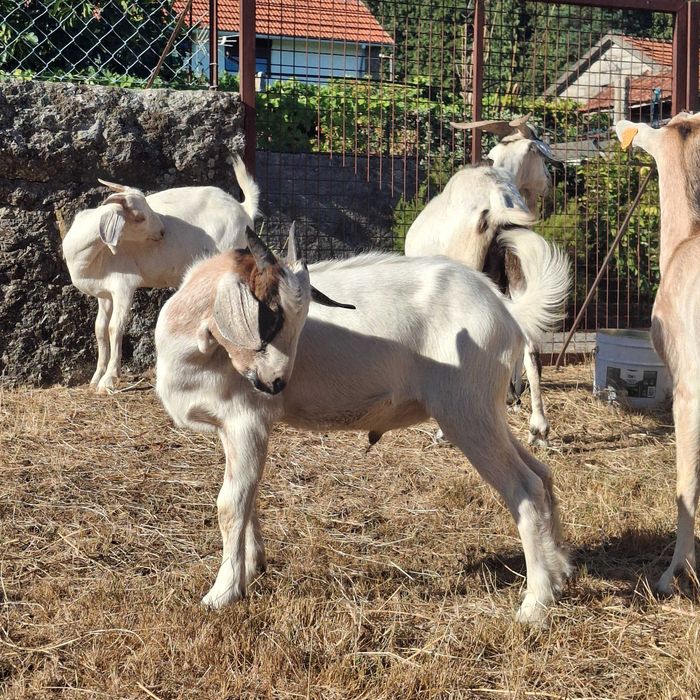 Vendo cabrito cruzado boer