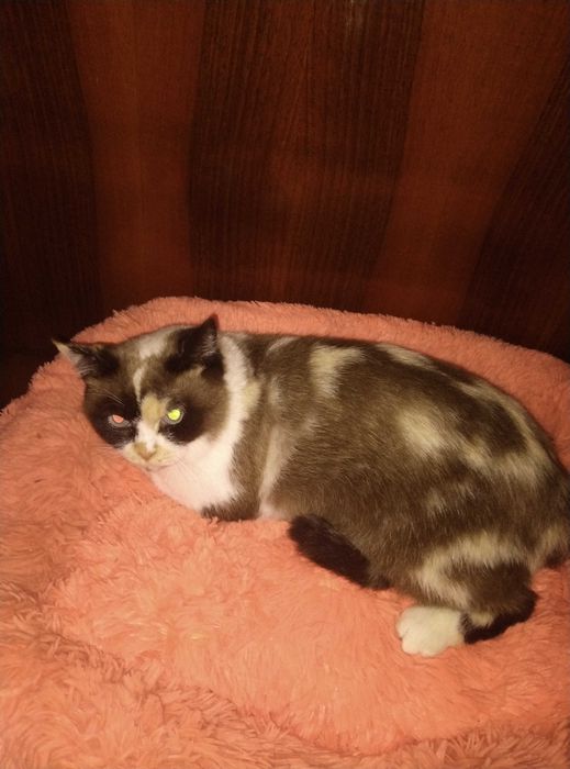 Голубоглазая красотка