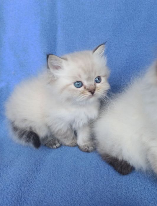 Котята Невские маскарадные продажа