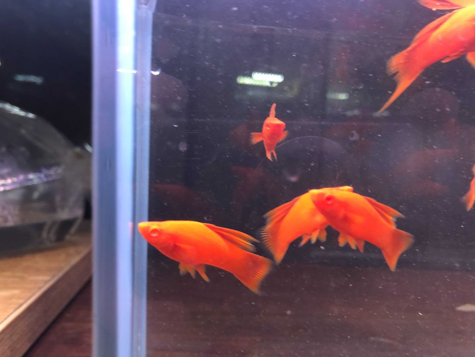 Wiedeński Delta mieczyk Red Albino