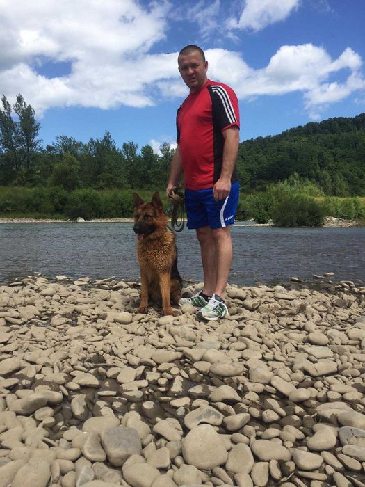 Кобель для в'язки.