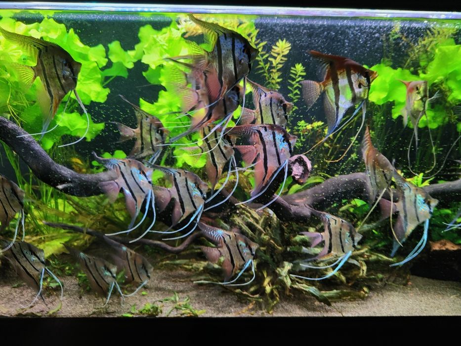 Skalary Peru altum F2