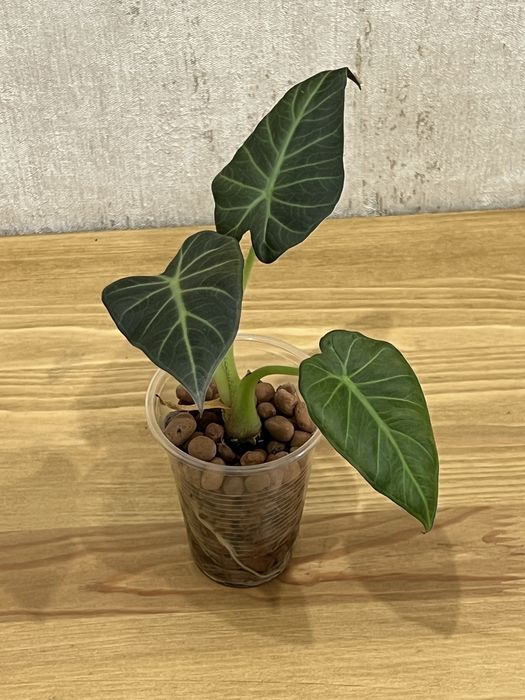 Алоказія, Венті, Скальпрум, Поллі