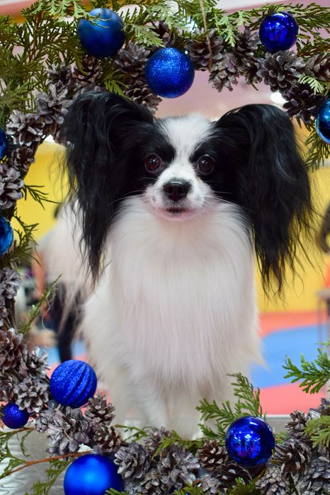 Папильон вязка ( континентальный той спаниель)