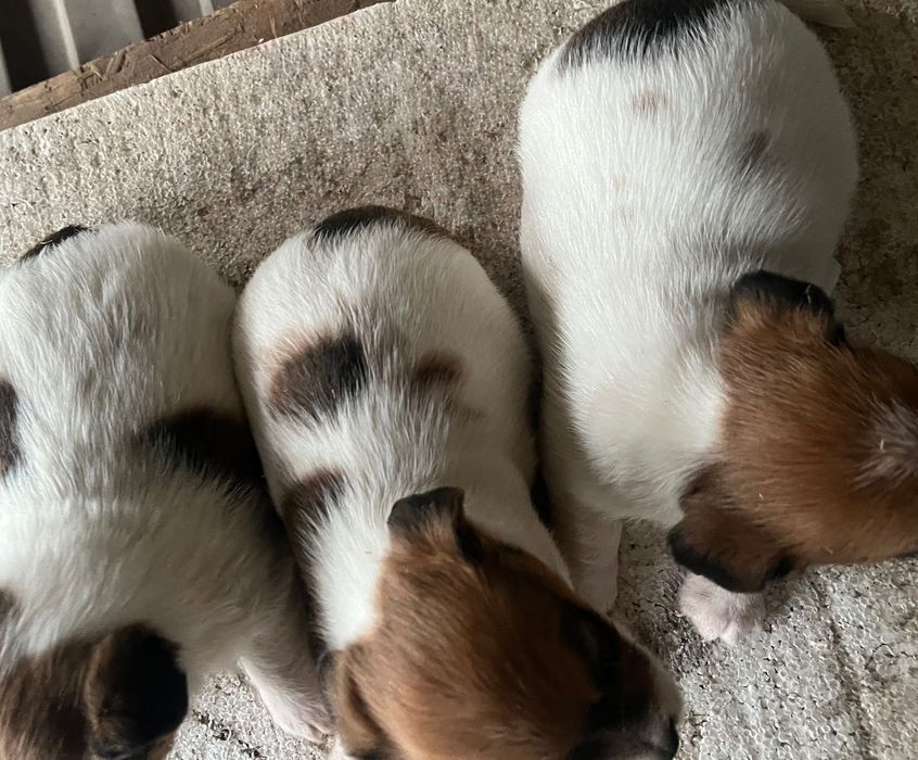 Jack Russell Terrier Suczka od # Smartie Jacks# cute female
